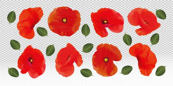 Červené květy máku se zeleným listem. Různé červené máky na průhledném pozadí. Realistická krásná květina. 3D vektorová ilustrace. — Stockový vektor