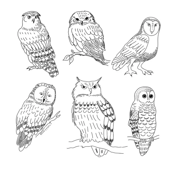 Set of images of owls painted in a realistic style Royalty Free Stock Illustrations