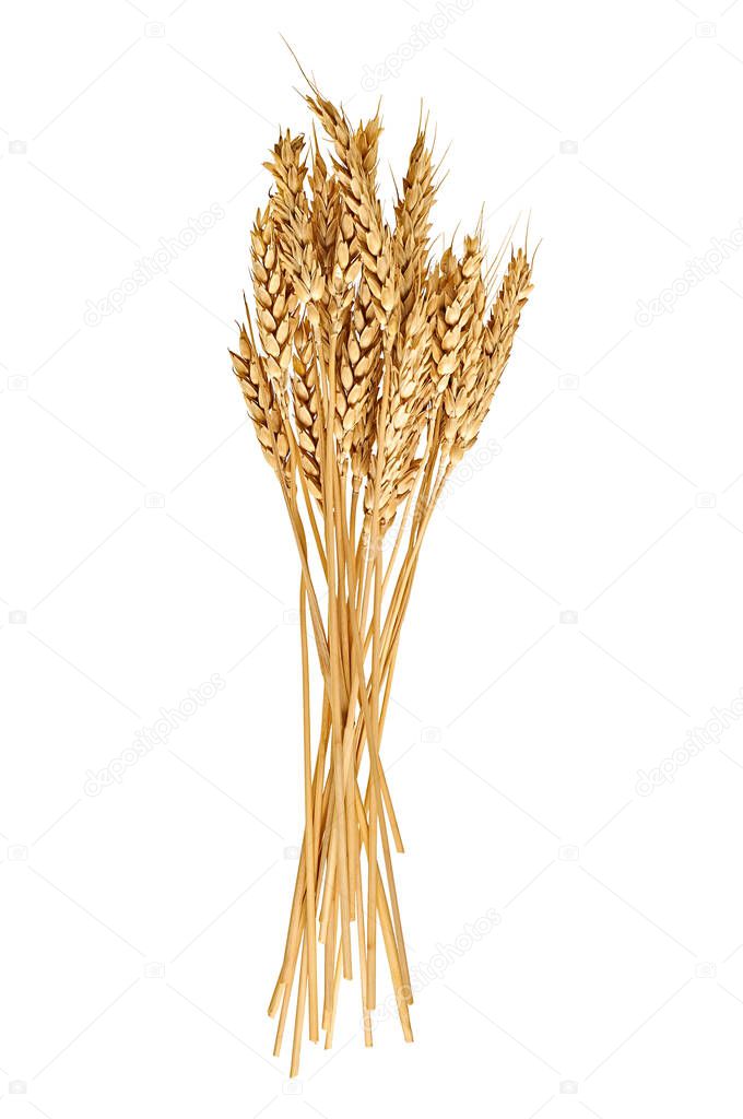 One beautiful bunch of ripe wheat with many grain for production flour and baking products isolated on white background without shadow. Close-up. Top view