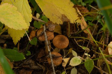Işık arkaplanında renkli yakın plan.