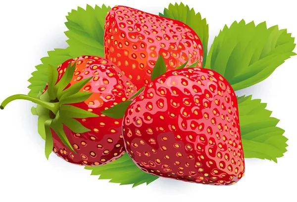 Fresas Enteras Con Hojas Comida Saludable Ilustración Para Decoración Tela — Vector de stock