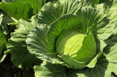Sebze tarlasında yeşil lahana başı. Neredeyse hasat edilmeye hazır. 