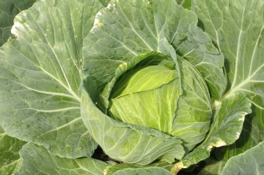 Sebze tarlasında yeşil lahana başı. Neredeyse hasat edilmeye hazır. 