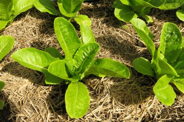 sebze çiftliğinde bol topraklı yeşil organik sebze