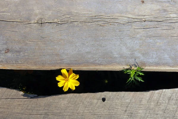 Yaprakları olan sarı bir çiçek ahşap zeminin altında büyür ve güzel görünür.                        