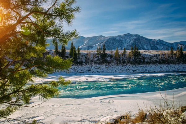 Spruce grows on the bank of the mountain river. Spruce branch on the background of snow-capped mountains in the sunlight, close-up. Beautiful winter landscape in the mountains.