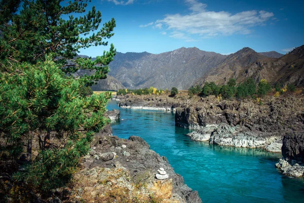 Turquoise Katun river in a deep rocky gorge surrounded by high mountains under blue sky on sunny autumn day. Green coniferous trees grow on the stony banks of Siberian river.