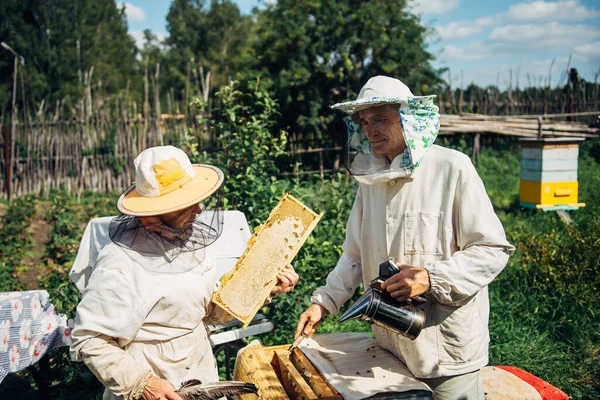 Beekeepers near beehive to ensure health of bee colony or honey harvest. Beekeepers in protective workwear inspecting honeycomb frame at apiary. Two elderly farmers collect organic honey.