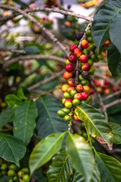 コーヒー豆の木 — ストック写真