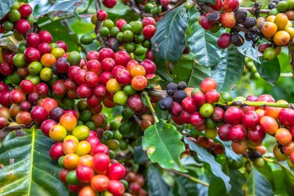 Granos de café en árboles — Foto de Stock