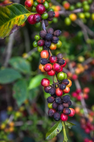 Grãos de café em árvores — Fotografia de Stock