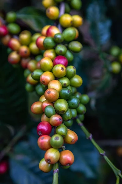 나무에 커피 콩 — 스톡 사진