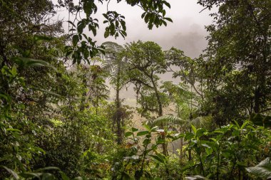 Kosta Rika 'da yağmur ormanı