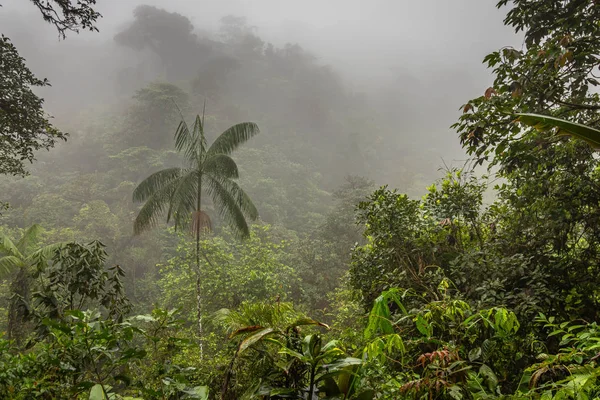 Kosta Rika 'da yağmur ormanı
