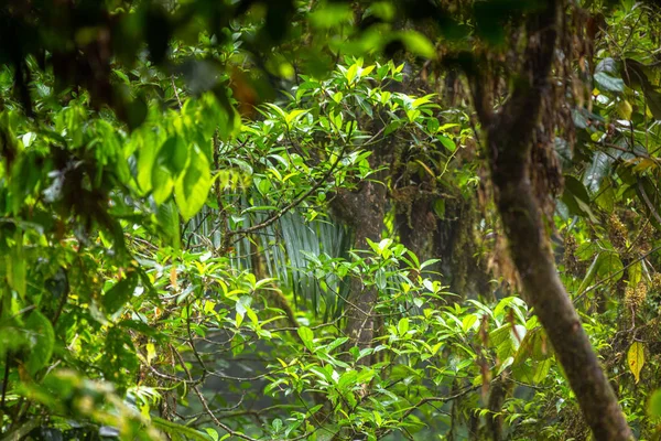 Bosque lluvioso en Costa Rica — Foto de Stock
