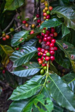 Kahve çekirdekleri ağaçlarda