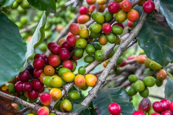 나무에 커피 콩 — 스톡 사진