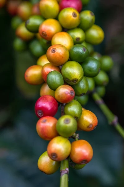 コーヒー豆の木 — ストック写真