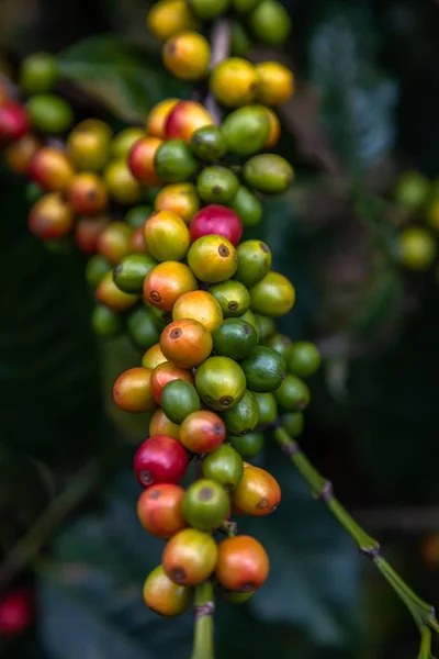 Ramo de grãos de café — Fotografia de Stock