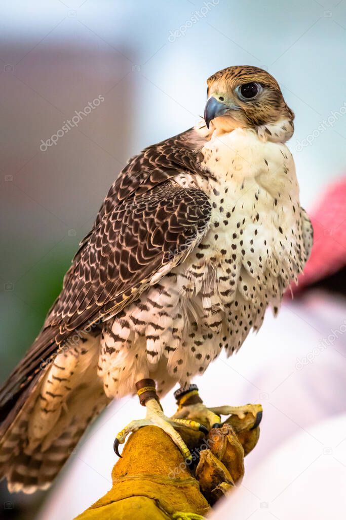 Falcon in the Hospital