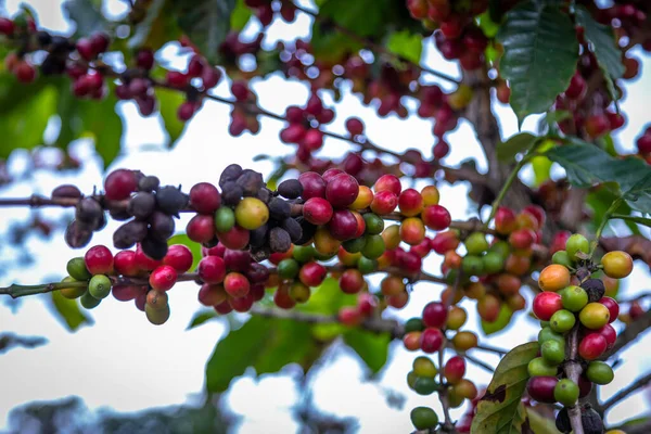 Close Grãos Café Coloridos Árvore Apenas Vermelhos Profundos Estão Prontos — Fotografia de Stock