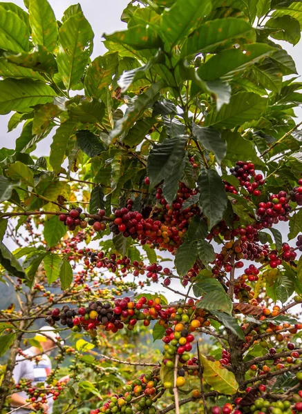 Close Grãos Café Coloridos Árvore Apenas Vermelhos Profundos Estão Prontos — Fotografia de Stock