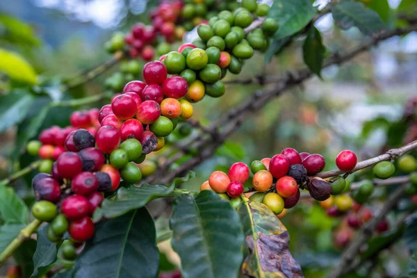 Sluiten Van Kleurrijke Koffiebonen Boom Alleen Dieproden Zijn Klaar Met — Stockfoto