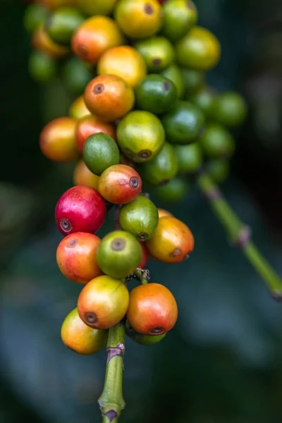 木々の上にカラフルなコーヒー豆のクローズアップ 深い赤だけが手で拾う準備ができています グアテマラの農場で撮影された写真 — ストック写真
