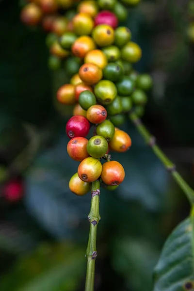 木々の上にカラフルなコーヒー豆のクローズアップ 深い赤だけが手で拾う準備ができています グアテマラの農場で撮影された写真 — ストック写真