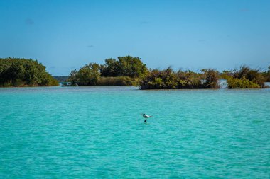 Laguna de Bacalar, Meksika 'nın Bacalar şehrinde bulunan Yedi Renk Gölü olarak da bilinir. Kristal berrak sular ve gölün beyaz kumlu tabanı su renginin gün boyunca değişen turkuaz, mavi ve derin çivit renklerine dönüşmesine neden olur.