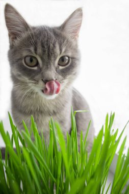 Kedi dudaklarını yalıyor, yeşil çimlerin yanında, beyaz bir arka planda. Veterinerlik, kedi diyeti, kedi otu.