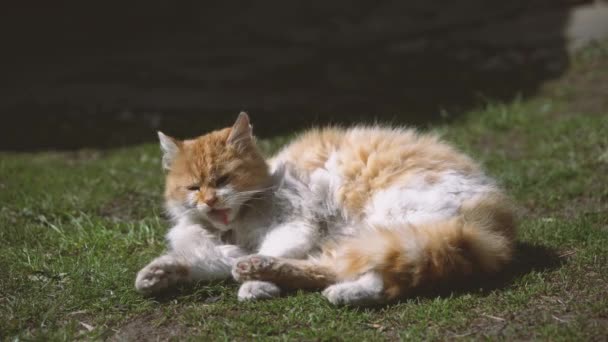 Güneşte güneşlenen evsiz sarı beyaz kedi. — Stok video