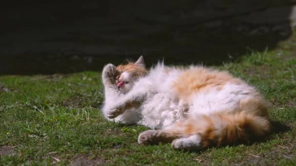 Άστεγη κίτρινη-άσπρη γάτα απολάμβανε τον ήλιο. Πλένεται με τα πόδια — Αρχείο Βίντεο