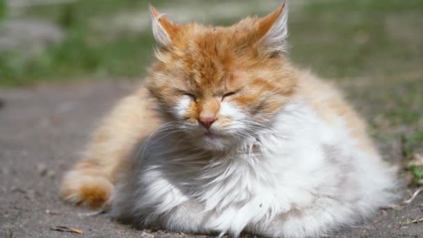 Weiße und rothaarige streunende Katze schläft im Park und schläft in der Sonne — Stockvideo