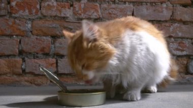 Evsiz bir kedi balık yer.