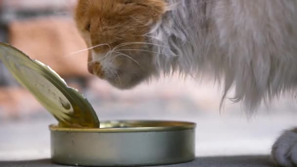 Helping the homeless hungry cat — Stock Video