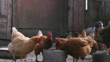 Birçok tavuk kırsal bir çiftlikte tavadan su içer.