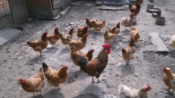 Многие цыплята и петухи голодают на ферме в деревне — стоковое видео