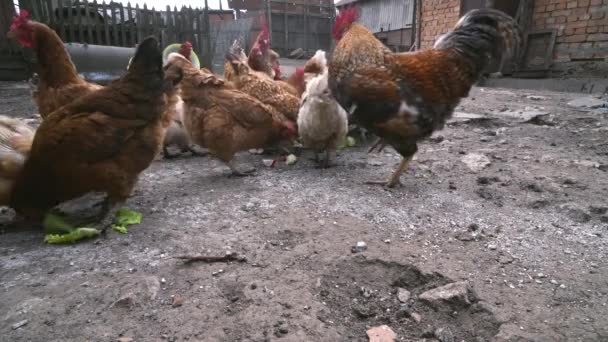 Muchos pollos hambrientos comen hojas de col en la granja — Vídeo de stock