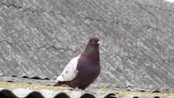 Holubice s bílými křídly na střeše — Stock video