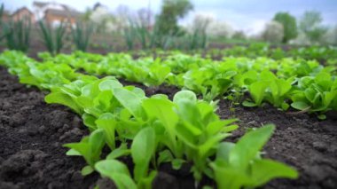 Bahçede organik marul suluyorum.