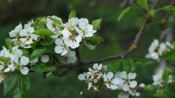 Pear trees blooming in the garden on sunny spring close-up of blooming flowers — Stock Video