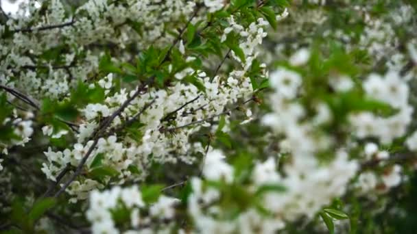 Viele Kirschblüten mit Blüten wiegen sich im Frühling im Garten — Stockvideo