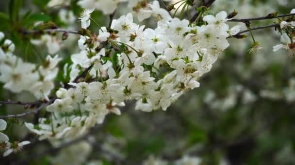 Een tak van een kersenboom met een bloem zwaait uit de wind in de tuin. close-up — Stockvideo