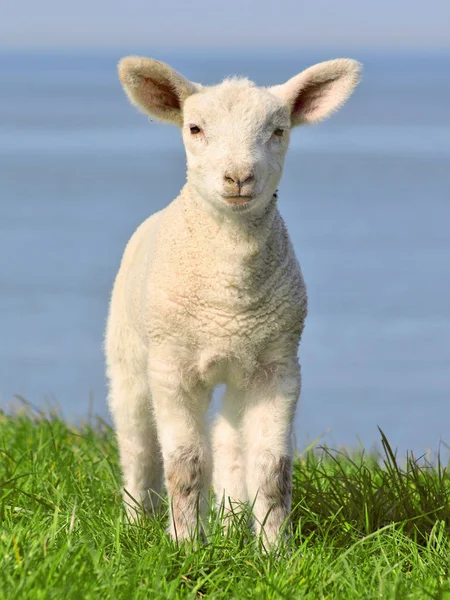 Lamb Standing Seawall — Stock Photo, Image