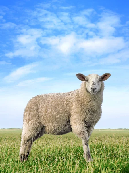 Stojący Dość Owce Polu — Zdjęcie stockowe