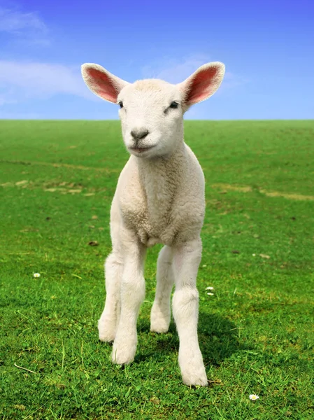 Nosiness Lamb Standing Field — Stock Photo, Image