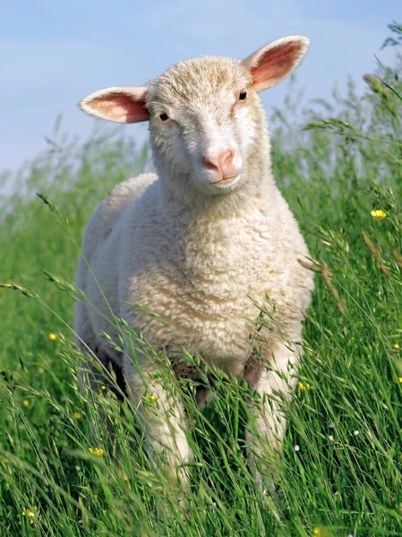 Sheep Standing Grass Seawall — Stock Photo, Image