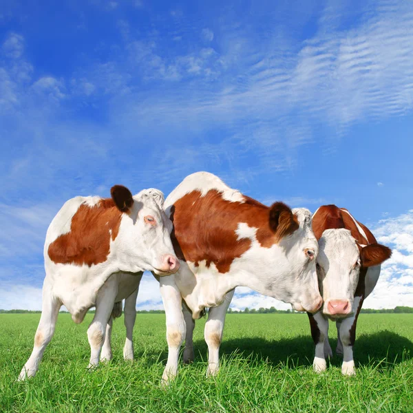 Flirting Cows Stand Field — Stock Photo, Image