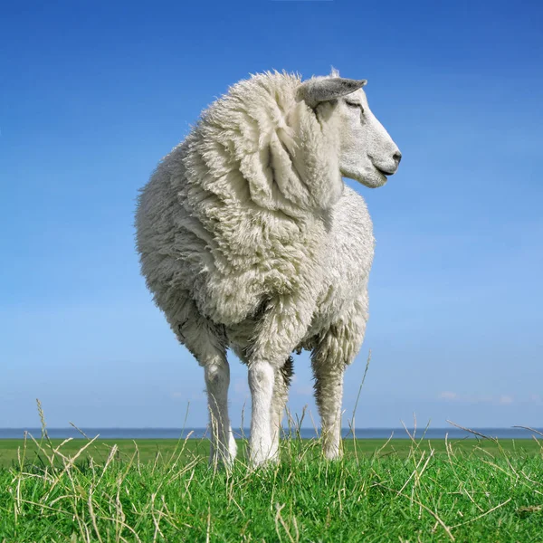 Looking Sheep Standing Seawall — Stock Photo, Image